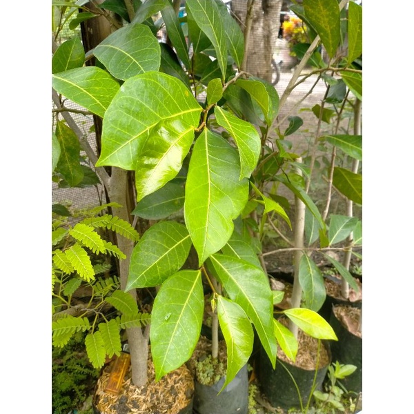 BONSAI FICUS AMPELAS PUTIH AMPELAS BATU