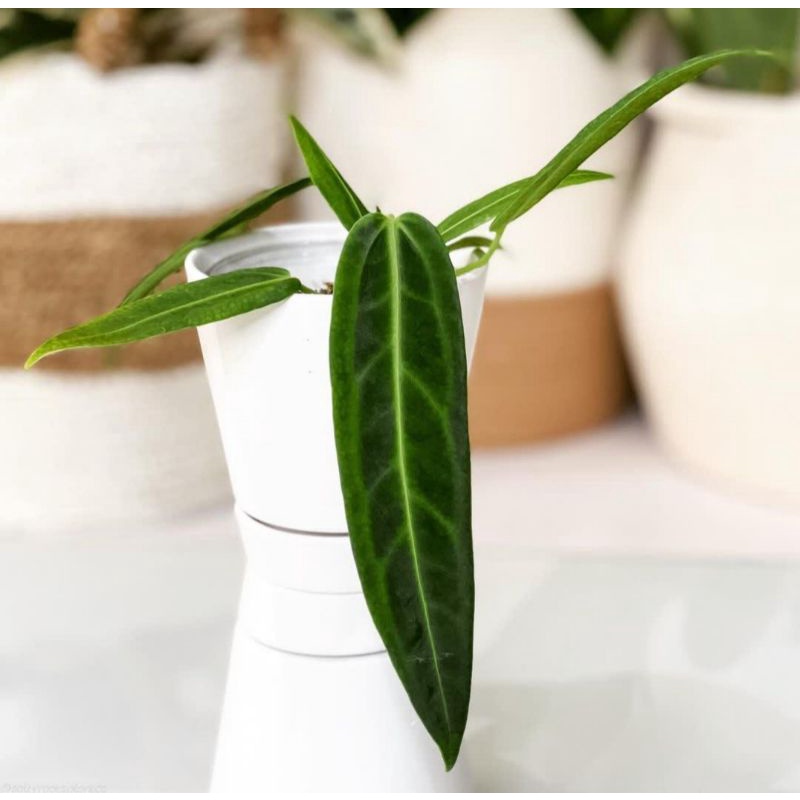 BUKAN BONGGOL  tanaman hias antherium lidah gajah (waroq)