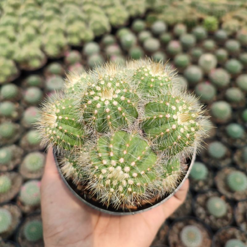 Notocactus Cluster Ownroot | D 10cm