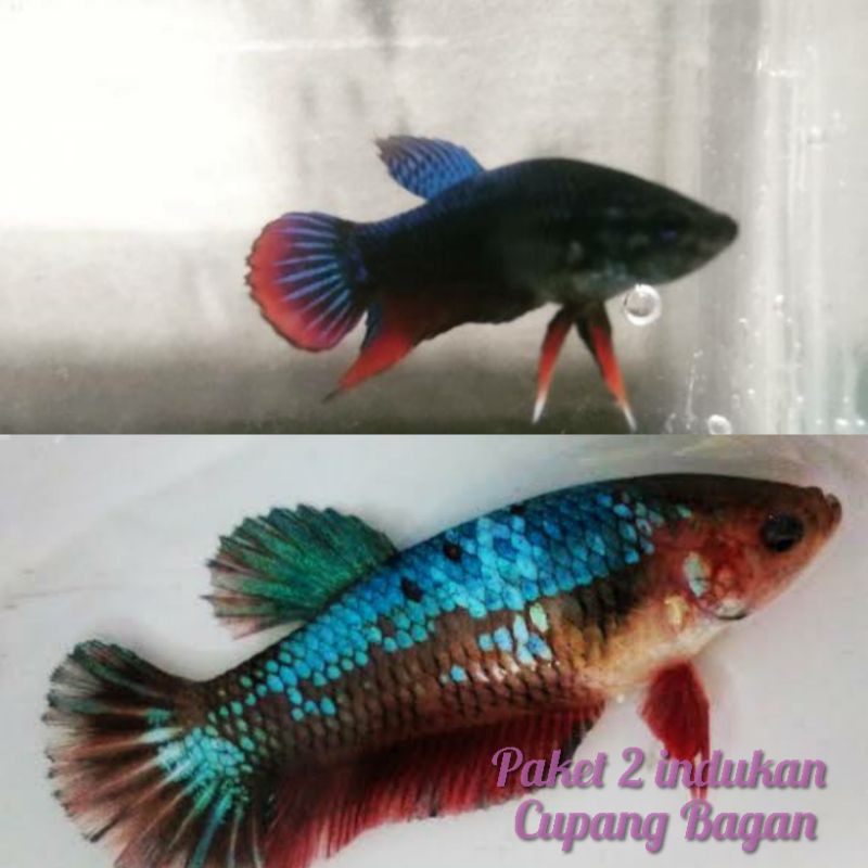 jual ikan hias-pakt 2 indukan-ikan cupang-bagan plakat