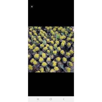 bibit tanaman hias akalipa brokoli...bunga taman akalipa brokoli