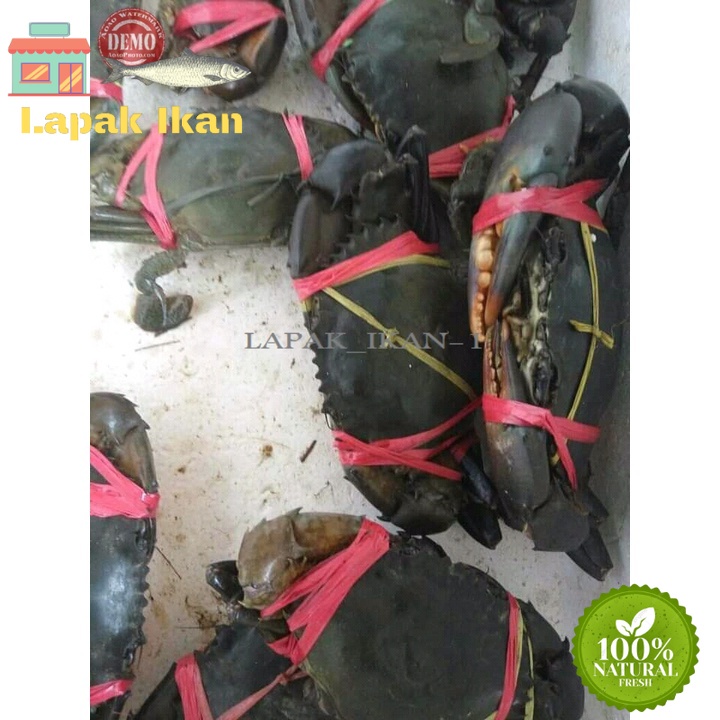 

GROSIR Kepiting Bakau Jantan Betina Segar (Mati Segar) 5Kilogram / 10Kilogram