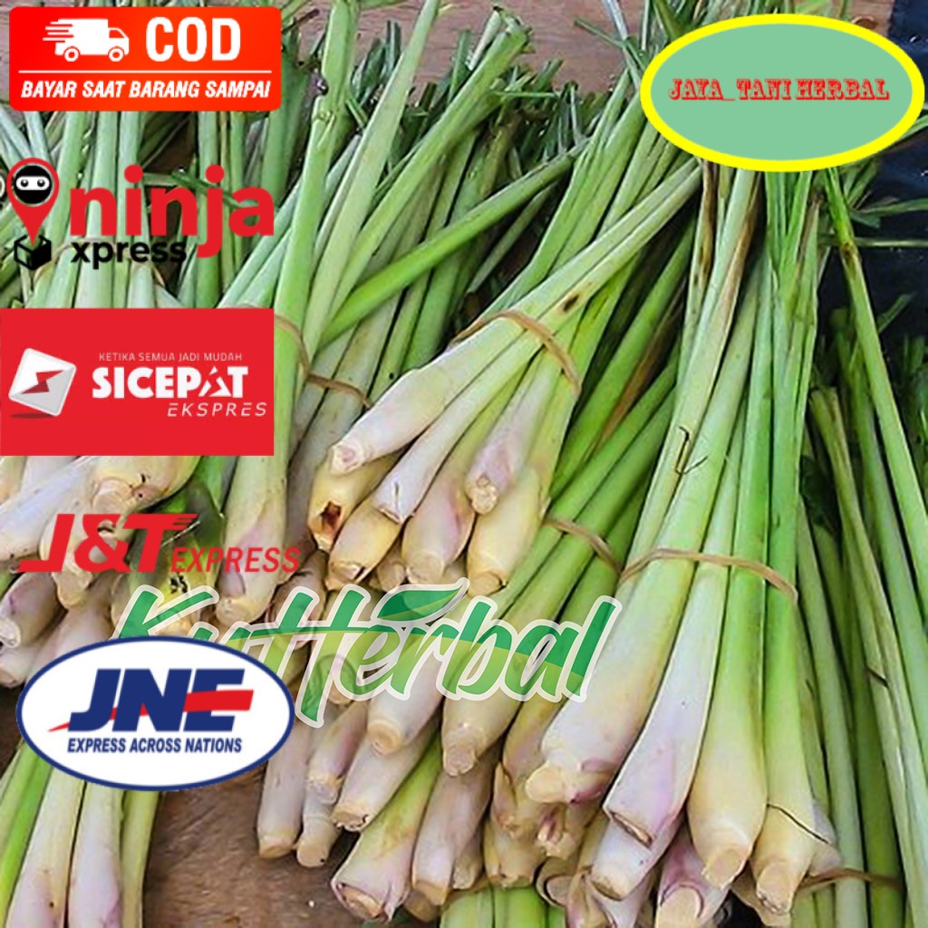 SEREH SERAI SEGAR 1Kg