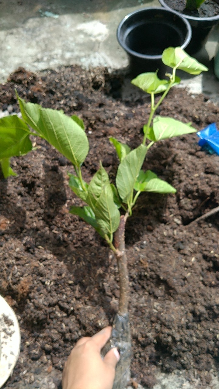 Bibit Long Murbei Super Manis