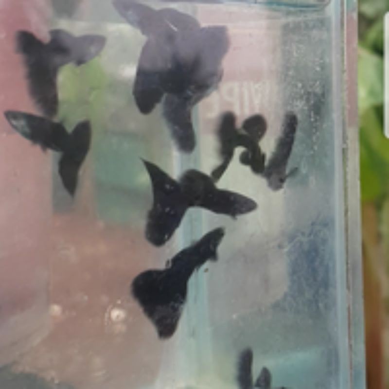Ikan Guppy Black Moscow