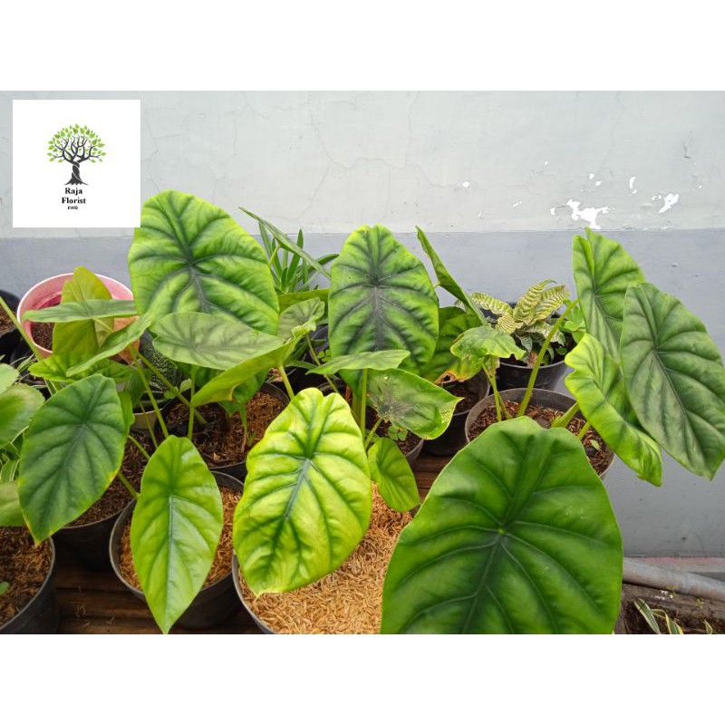 alocasia tengkorak hijau