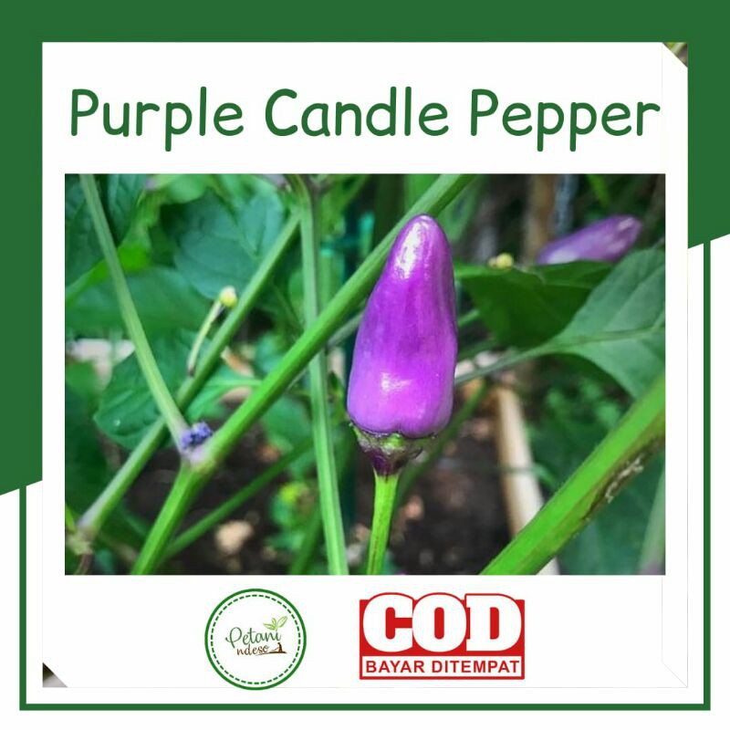 Benih Biji Bibit Tanaman Cabe Cabai Unik Hias Ungu Purple Candle Pepper Murah (benih fresh)