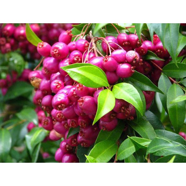 i1n Bibit Tanaman Buah Jambu Air Lili Pili 50cm n4wf