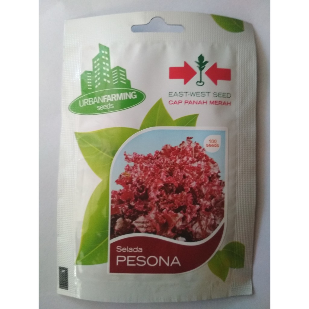 BIBIT SELADA MERAH PESONA