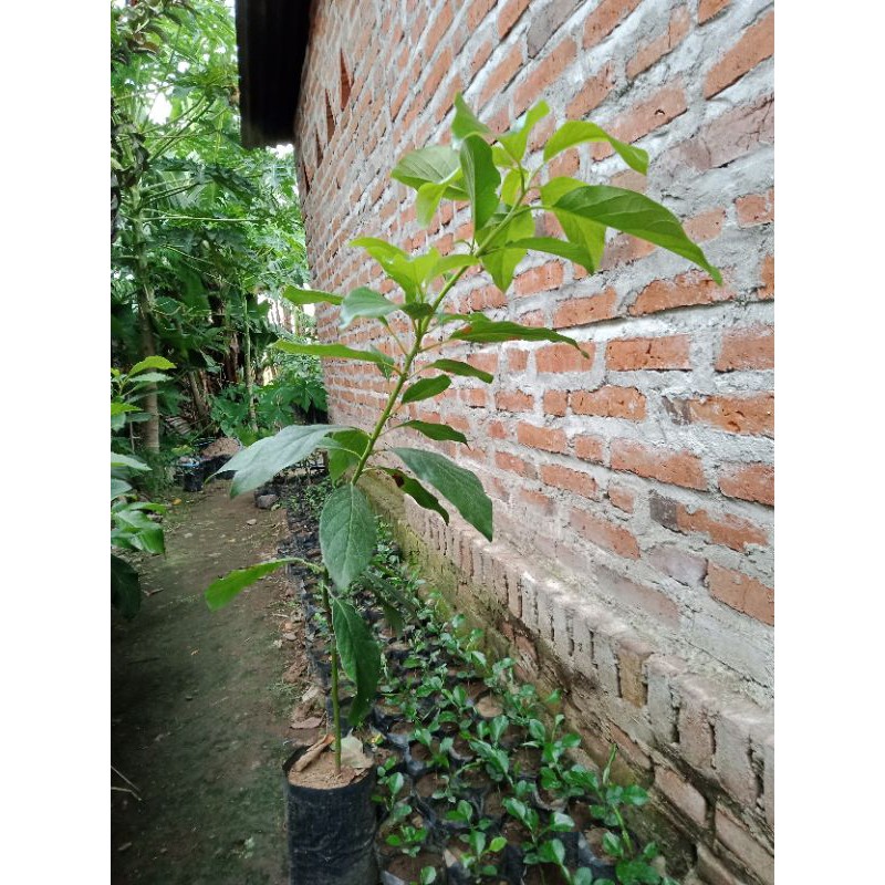 

mentega jumbo