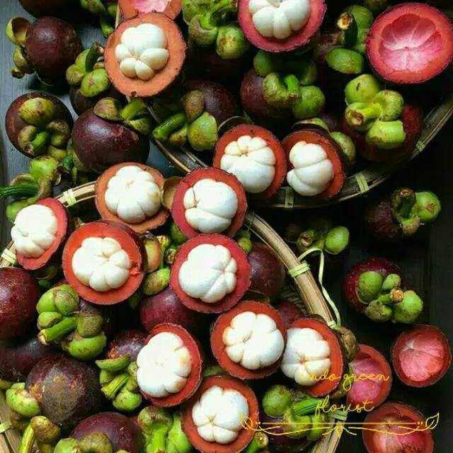 Bibit Buah Manggis /Tanaman Buah Manggis / Bibit Manggis Cepat Berbuah Tambulampot