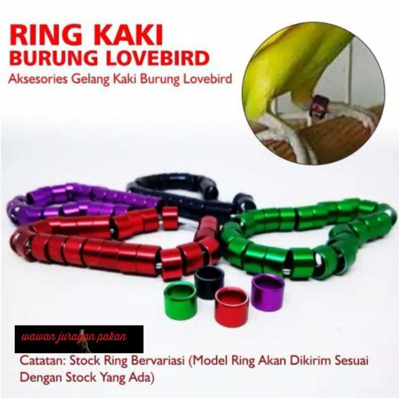 ring burung lovebird