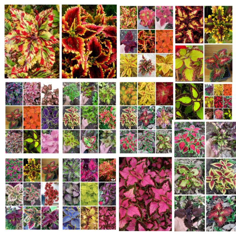 tanaman hias miana stek batang 15 jenis/bunga caleus/iler/jawe kotok/kathok suek bunga murah romosan