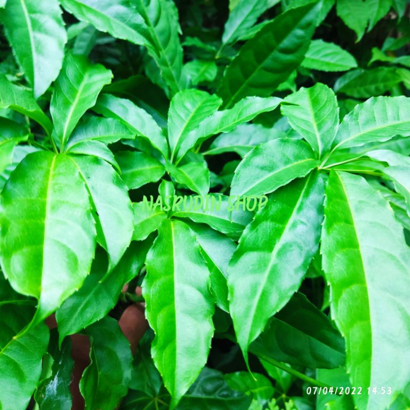 

[Fresh] BIBIT SEVEN FINGER POHON / SCHEFFLERA DIGITATA / WALI SONGO FAMILY / TANAMAN HIAS / BAHAN