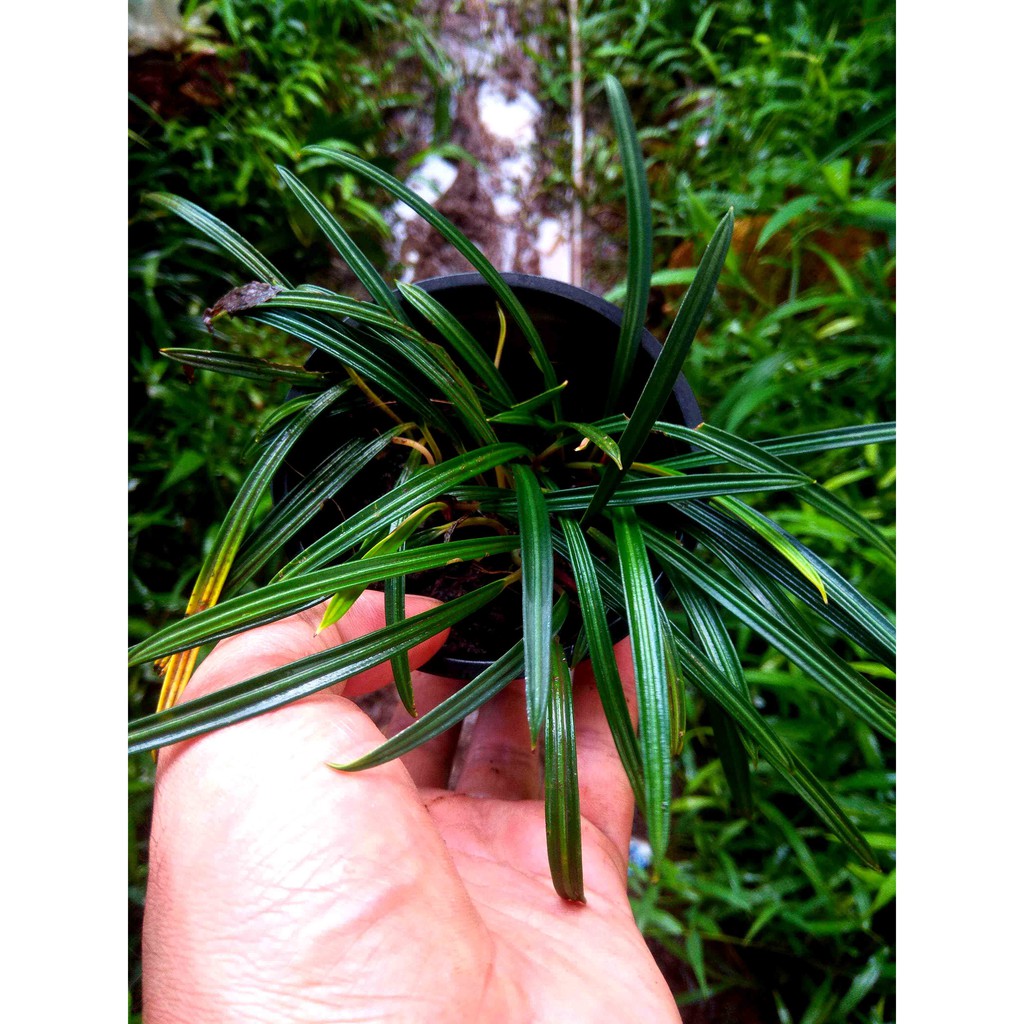 Tanaman Aridarum narrow