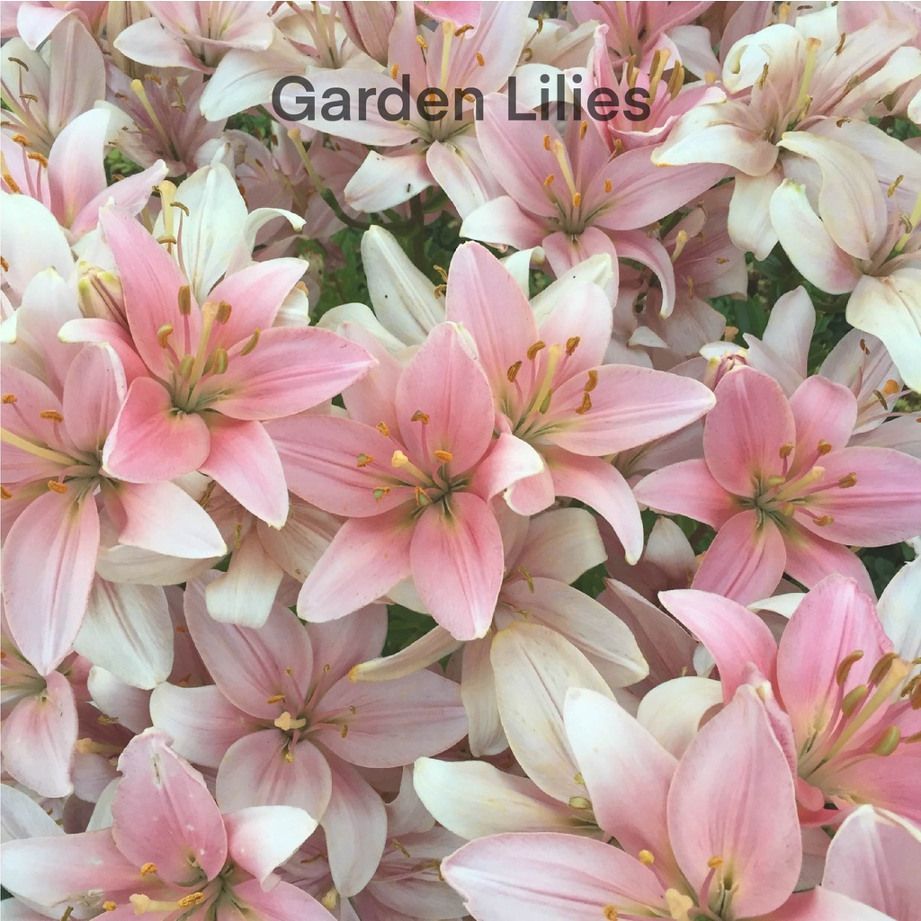 Garden Lilies - Fragrance Oil Candle / Pewangi Lilin Diffuser