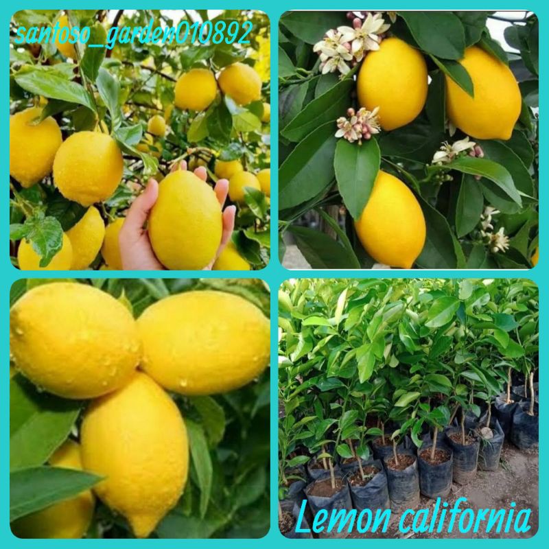 Bibit lemon california