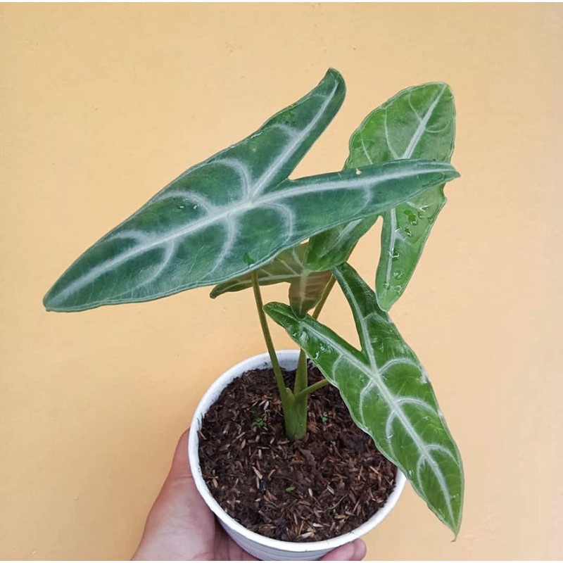 ALOCASIA LONGILOBA, alokasia longiloba