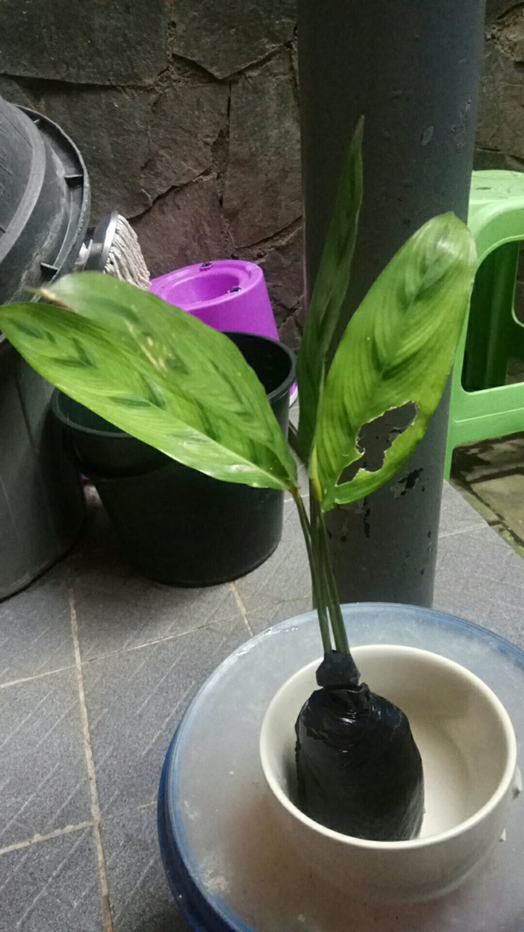 Tanaman Indoor Chalatea Leopardina