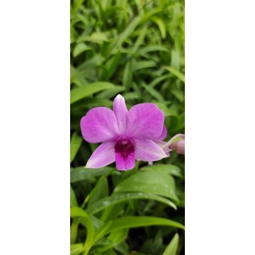 Jual Anggrek Murah Dendrobium Enobi x Sonia Plant Dewasa Mini