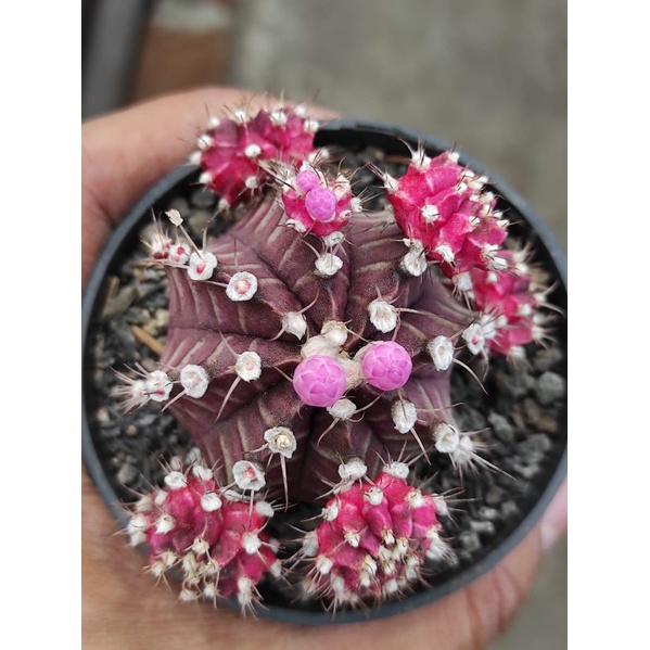 gymno siklam ownroot (free pot putih 8cm+media tanam)