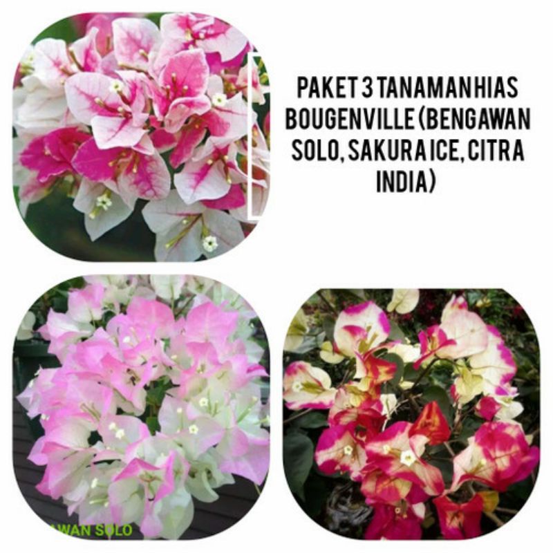 Tanaman hias bibit Paket 3 Bibit Bunga Bougenville Kembang Kertas Tanaman Hias Paket 3 Bibit Bunga B