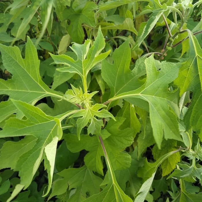 

Terlaris daun insulin segar 1 kg COD