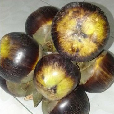 

Buah siwalan ental lontar fresh isi 12 buah utuh