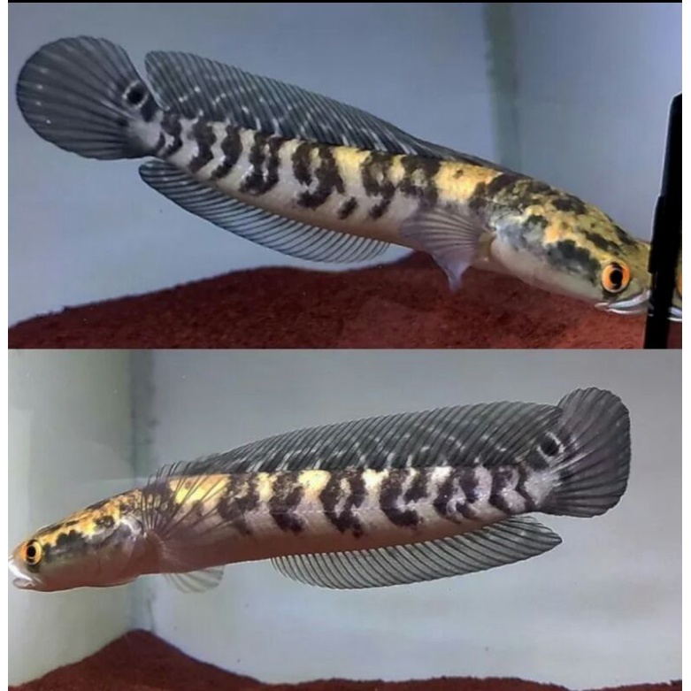 ikan channa maru ys ukuran 34-35cm