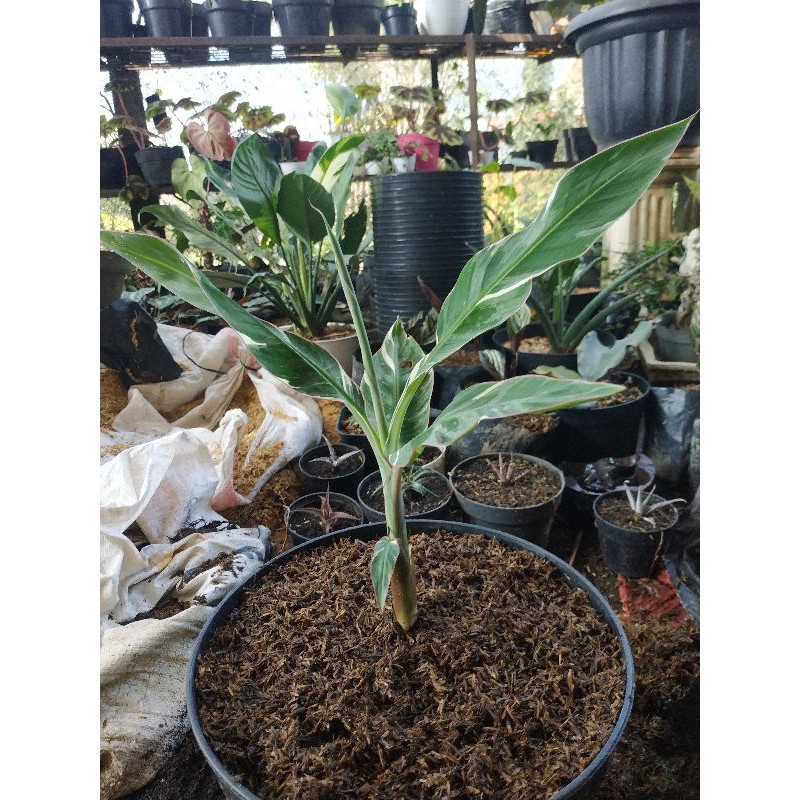 Pisang Florida Variegata