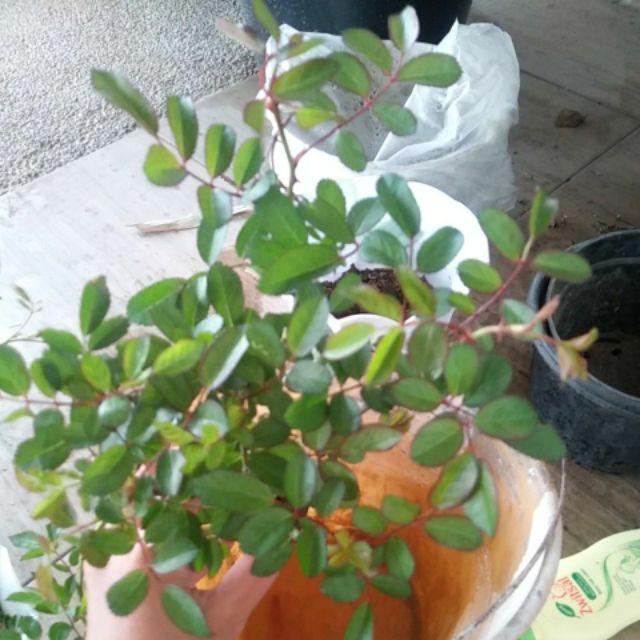 Bibit Tanaman Bunga Mawar Rambat Orange