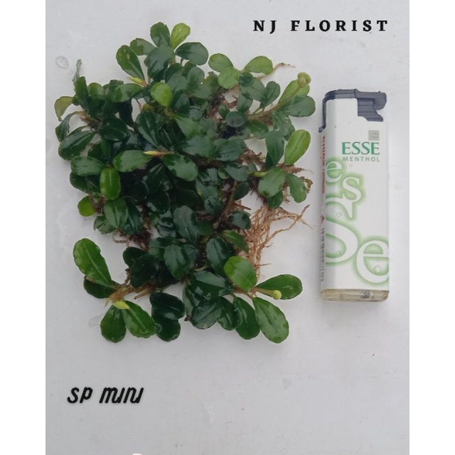 bucephalandra sp mini clump per 500 gram