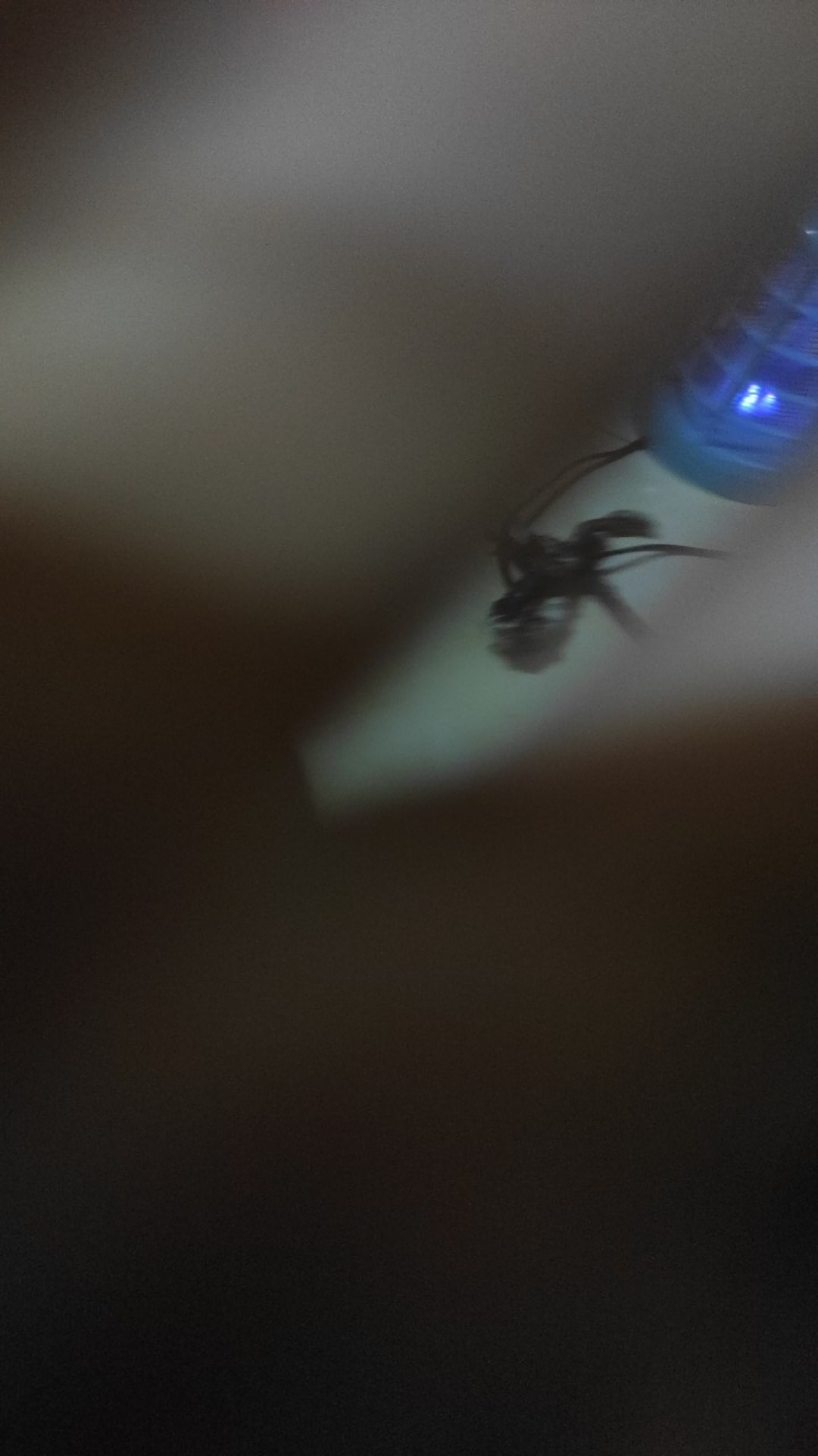 Lem Papan Jebakan Perangkap Cecak Kecoa Mirip Cap Gajah Fe7