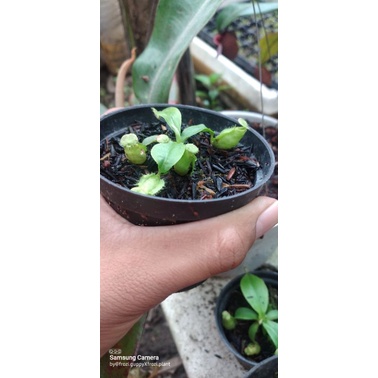 tanaman karnivora kantong semar globosa hybrid
