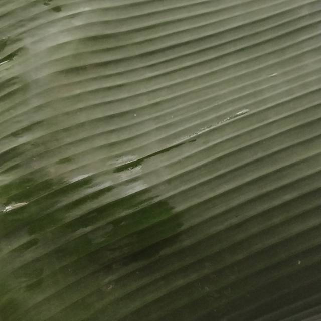 

Daun pisang kluthuk 1kg