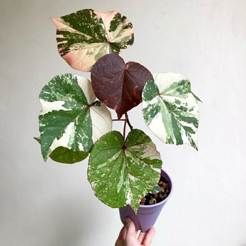 Tanaman Hias Waru Varigata / Bahan Bonsai waru varigata Ori / Daun hati Varigata