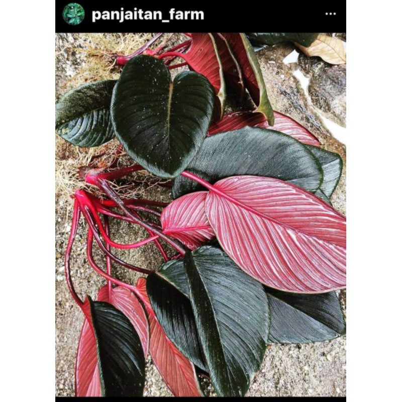 Tanaman hias Homalomena daun tebal merah jumbo