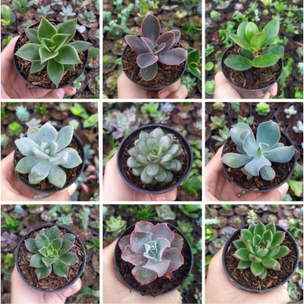 Tanaman hias Sukulen mini Pilih jenis