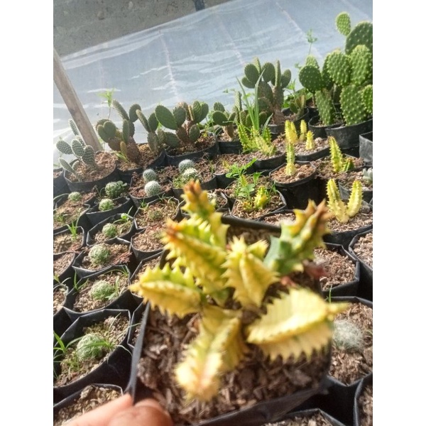 kaktus varigata/kaktus murah