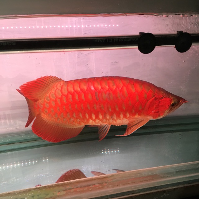 Ikan Arwana Arowana Super Red