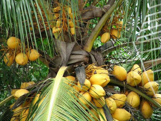 Bibit Kelapa Gading/Kelapa Kuning