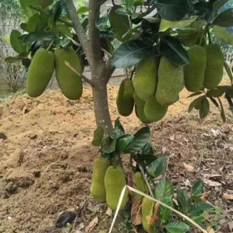 Bibit buah cempedak [Berkualitas Unggul]