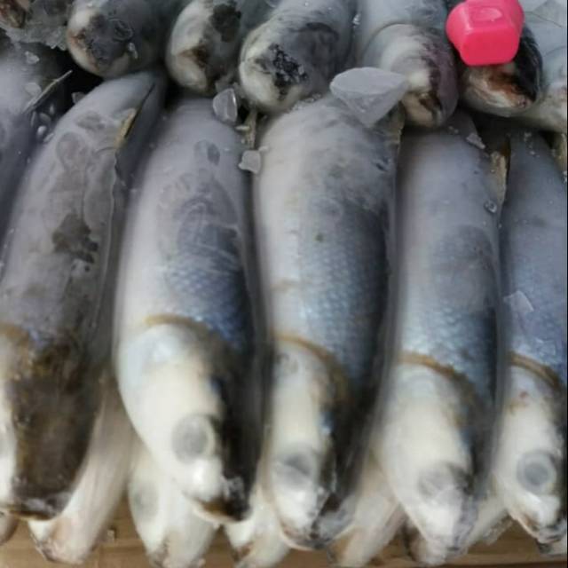 

Ikan Bandeng Ikan Beku Ikan Segar Ukuran 3-10 Ekor/Kg