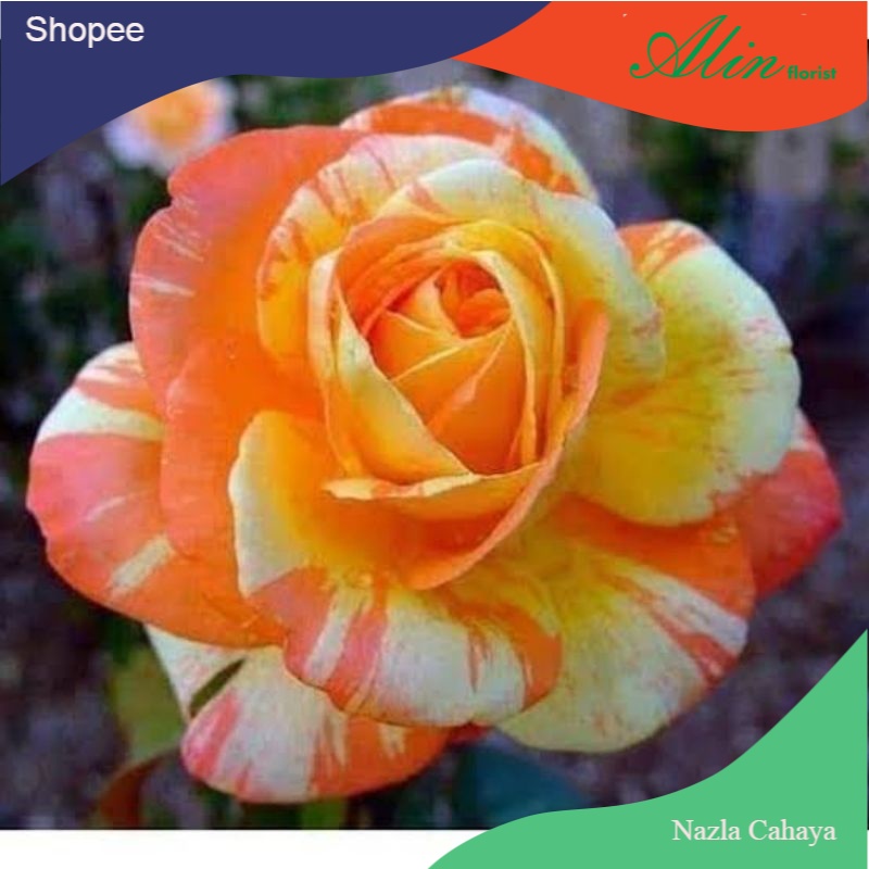 Bibit tanaman mawar candy orange mawar hidup tanaman mawar bibit mawar batik