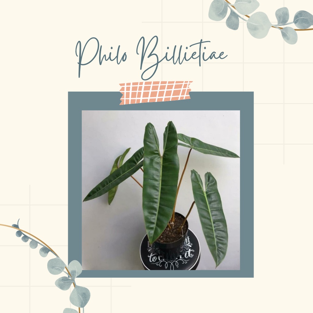 Philodendron Billitiae Kabel Busi Tanaman Philo Kabel Busi