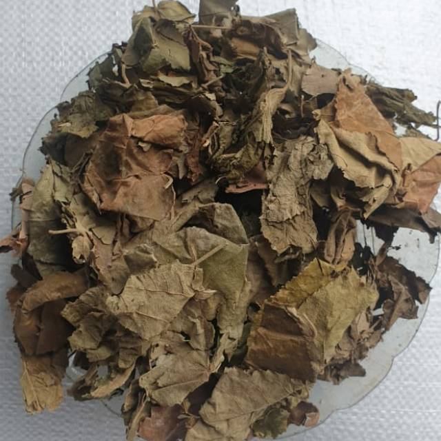 

Daun Jati Belanda 100gr