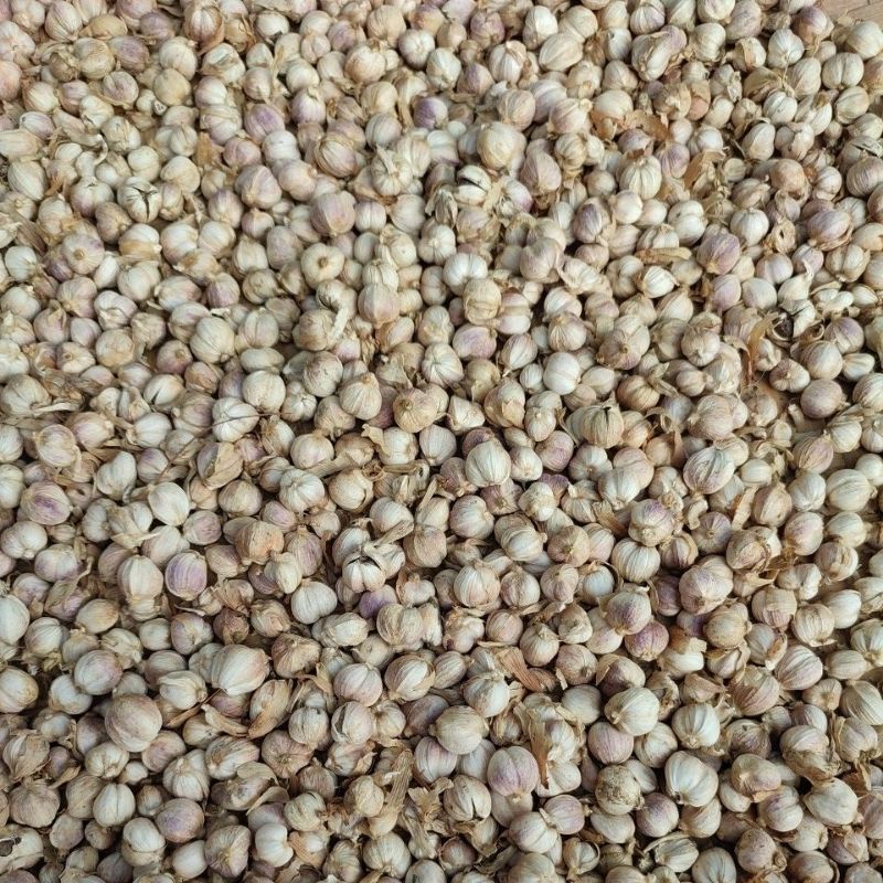 

Rempah/Bumbu dapur/Kapol Laga/cardamom/Elettaria cardamomum