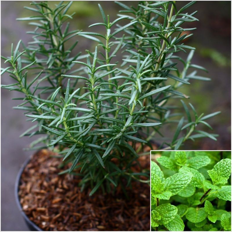 rosemary paket tanaman herbal rosemary dan daun mint tanaman hias