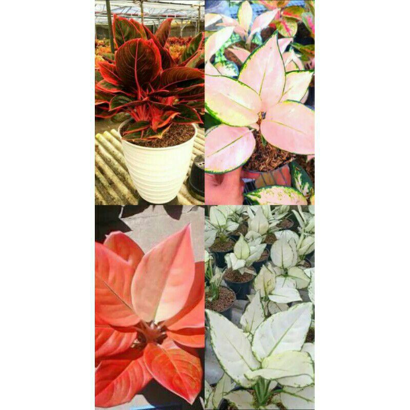 paket 4 anakan) aglonema khanza, kocin sutra, Nezkia, super white