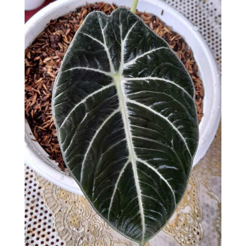 alocasia black velvet dragon scale amazonica (tanaman hias)